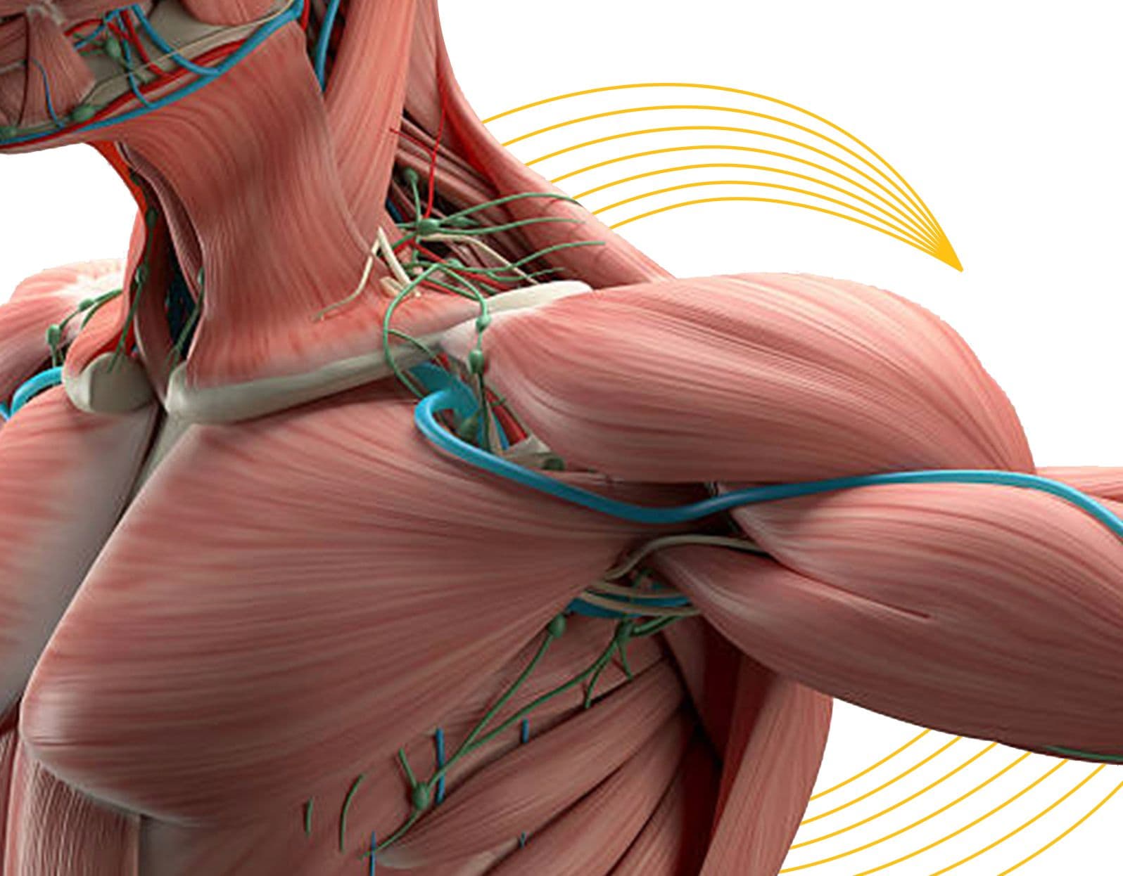 Musculoskeletal System